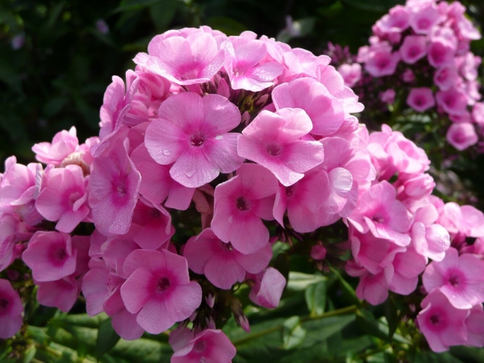 Флокс текила санрайз