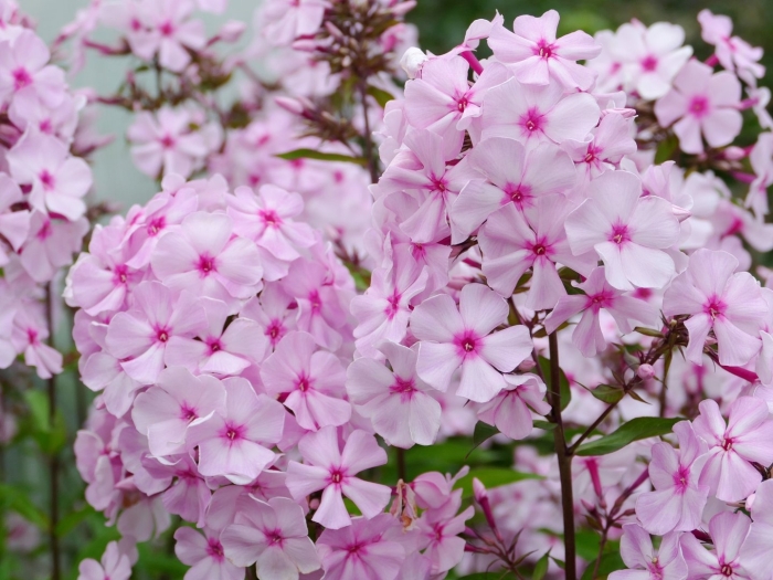 Флокс метельчатый balmoral