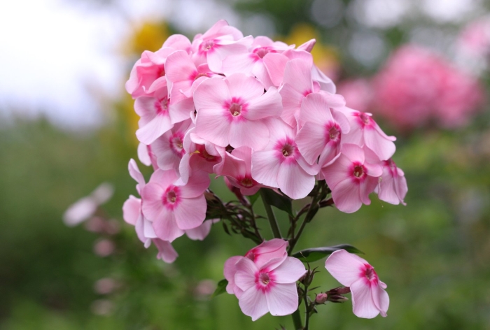 Флокс метельчатый киевский