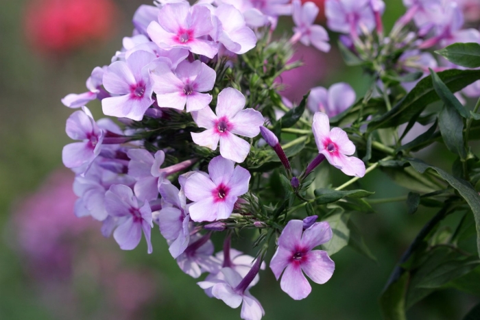 Флокс метельчатый всемил