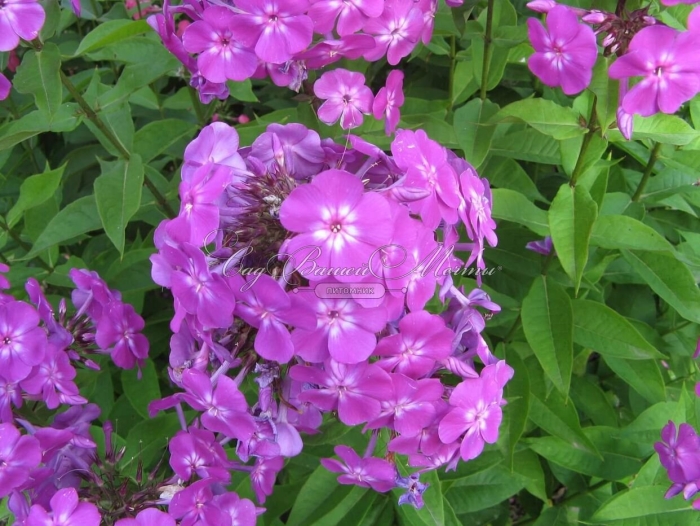 Флокс метельчатый незнакомка