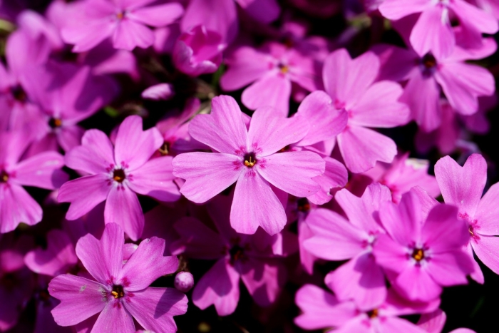Phlox subulata пинк флокс