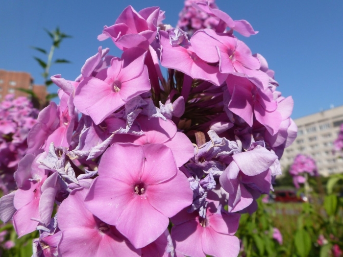 Флокс метельчатый квазимодо