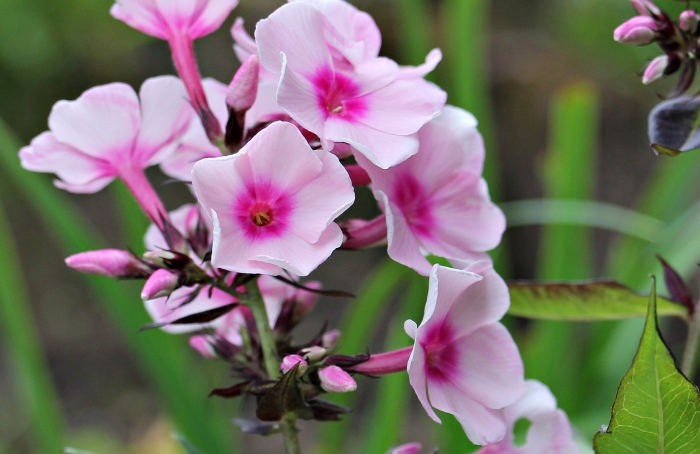 Флокс растение