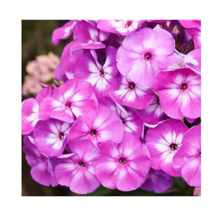 Флокс лаура