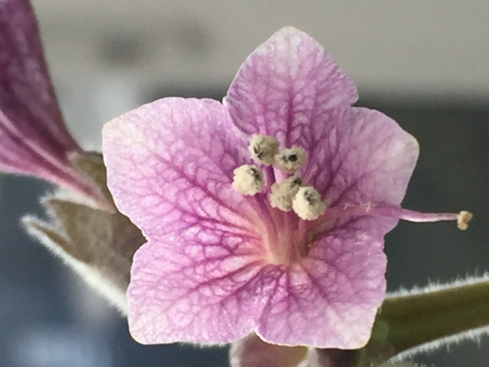 Physochlaina orientalis