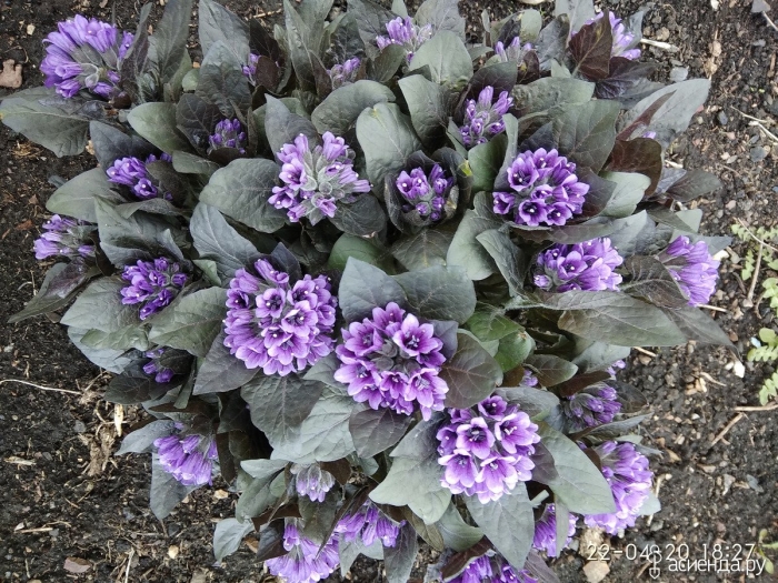 Примула фиолетовая