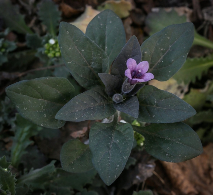 Пузырница physochlaina