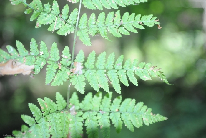 Dryopteris carthusiana
