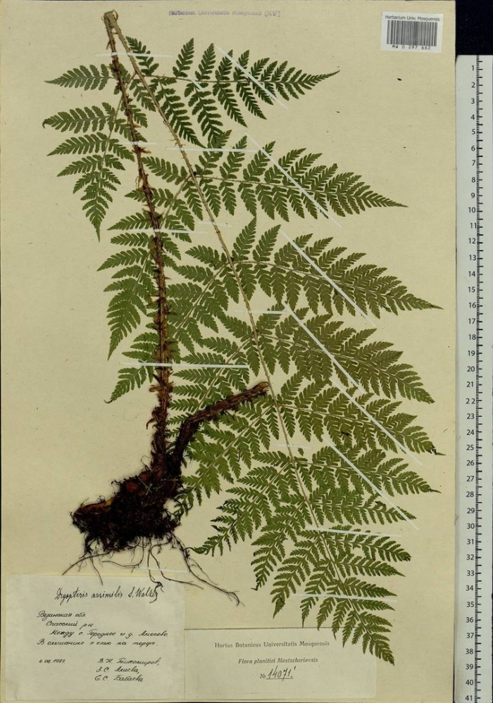 Diplazium sibiricum диплазиум сибирский