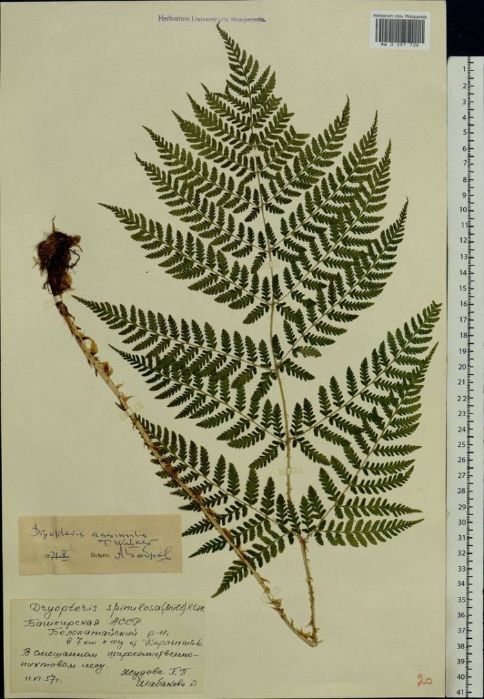 Щитовник игольчатый