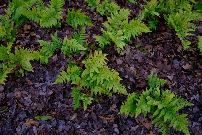 Щитовник красносорусовый