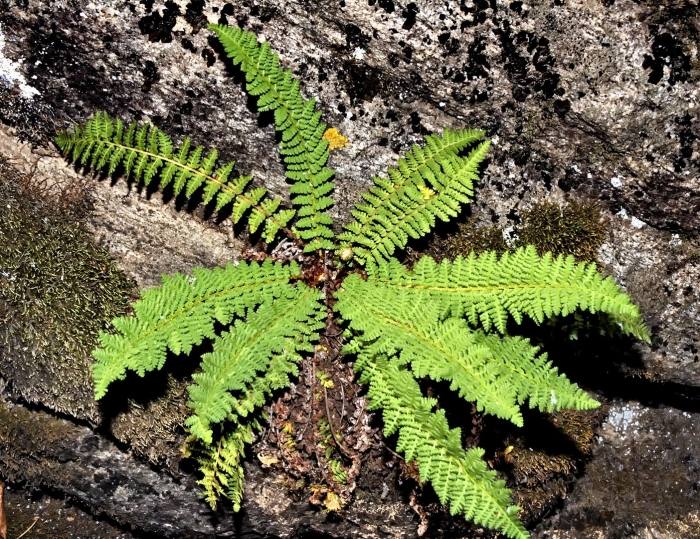 Polystichum tripteron