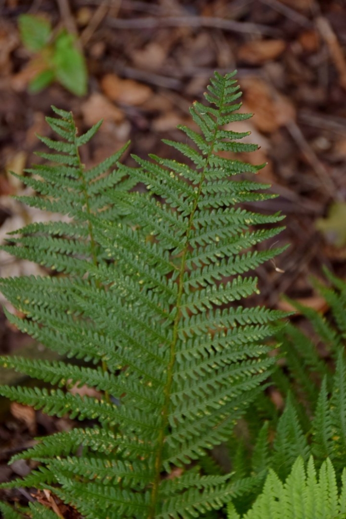 Папоротник щитовник