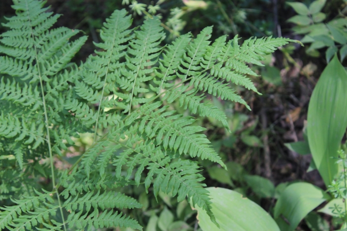 Щитовник амурский