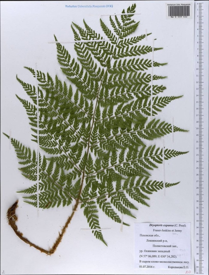 Щитовник распростертый