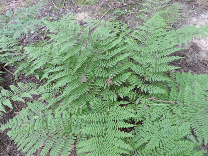 Dryopteris dilatata