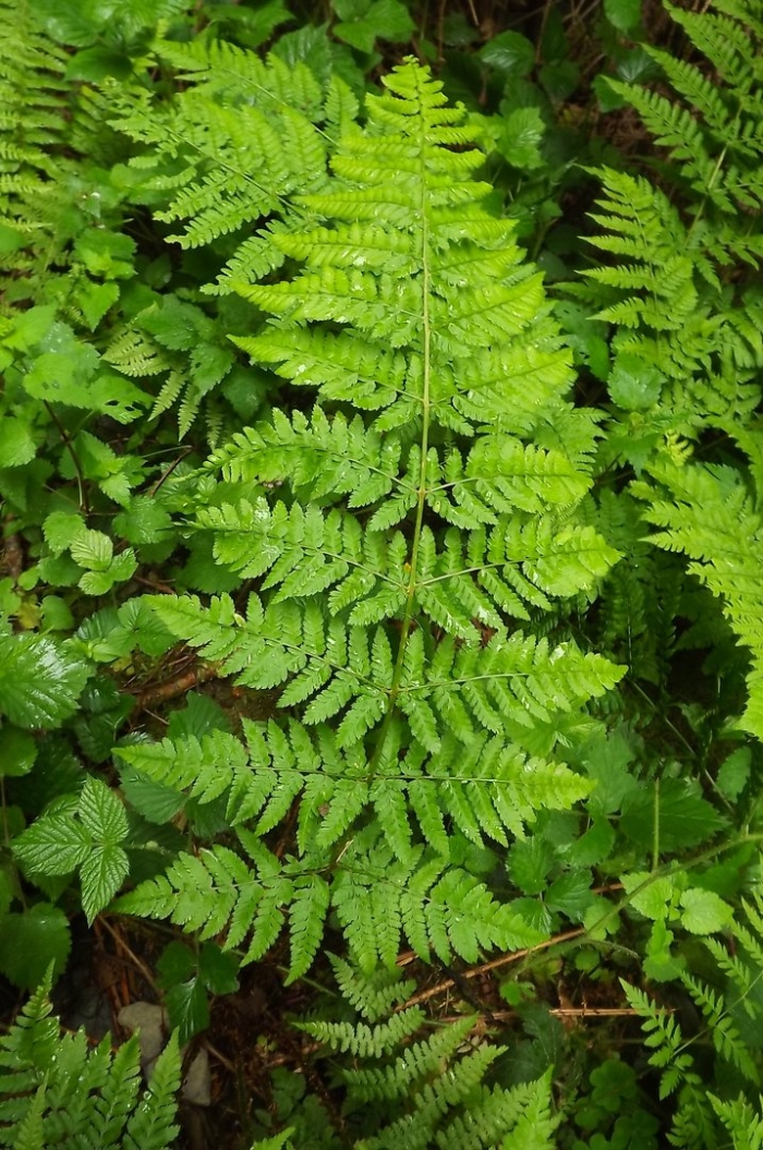 Щитовник картузианский