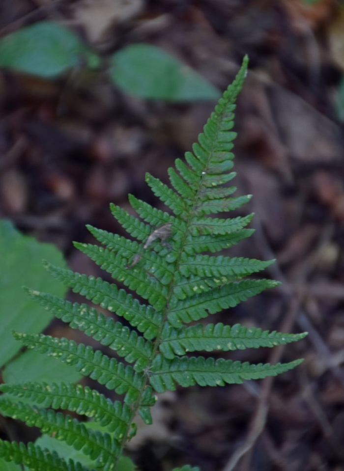 Dryopteris affinis