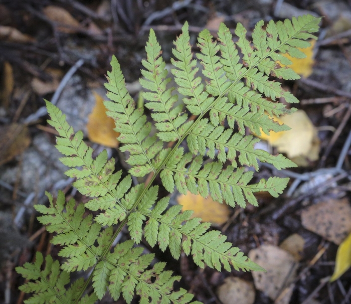 Gymnocarpium dryopteris