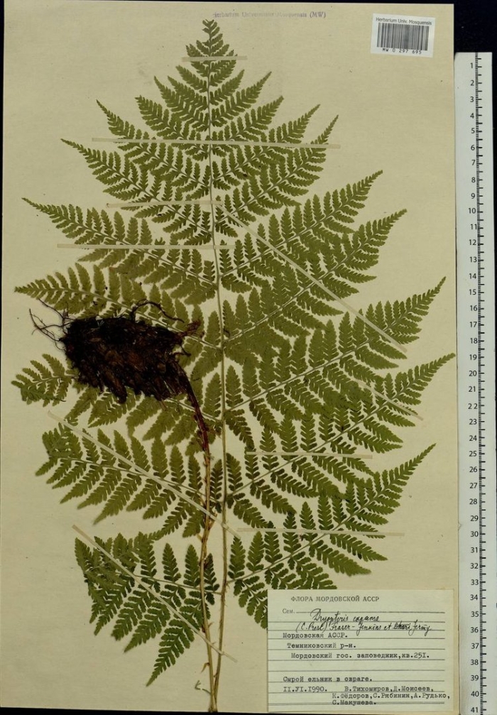 Pseudocystopteris spinulosa