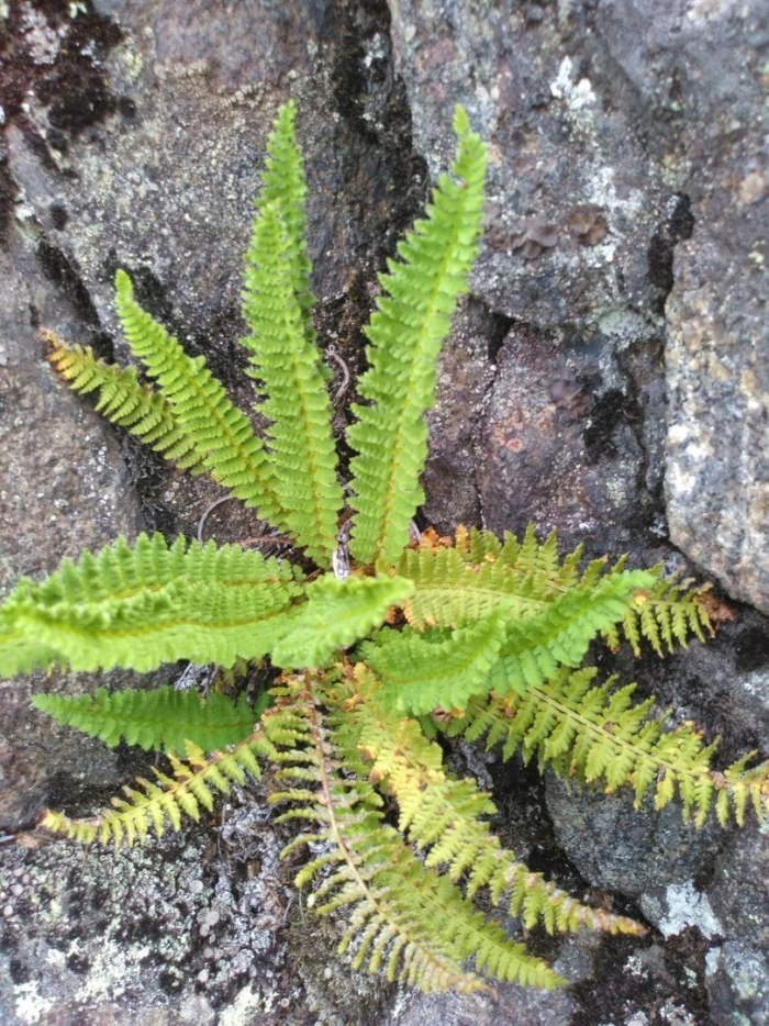 Папоротник (щитовник пахучий