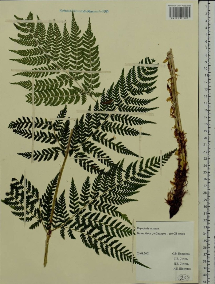 Папоротник щитовник расширенный (dryopteris dilatata)