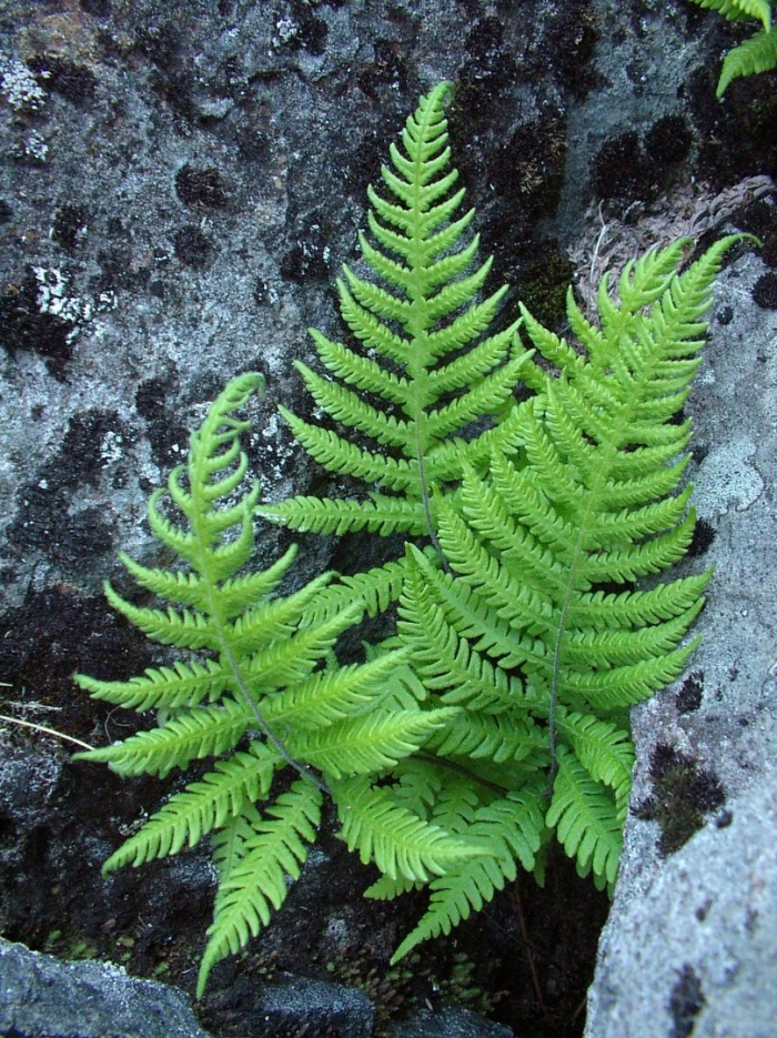 Phegopteris connectilis