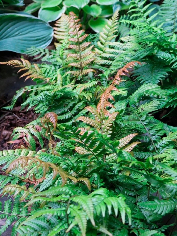 Dryopteris erythrosora