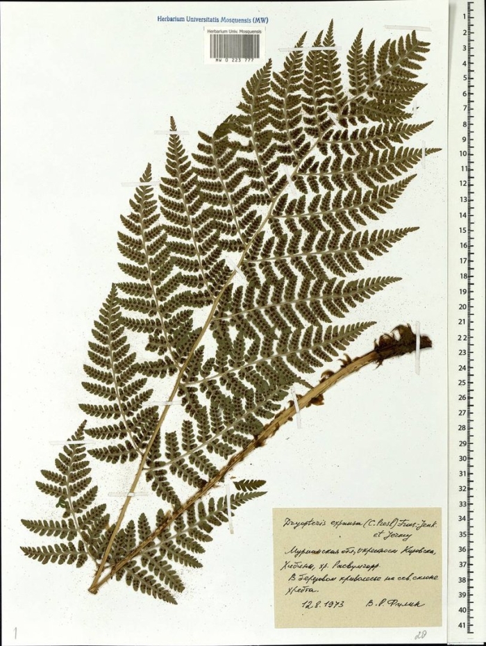 Dryopteris filix-mas(l.) schott