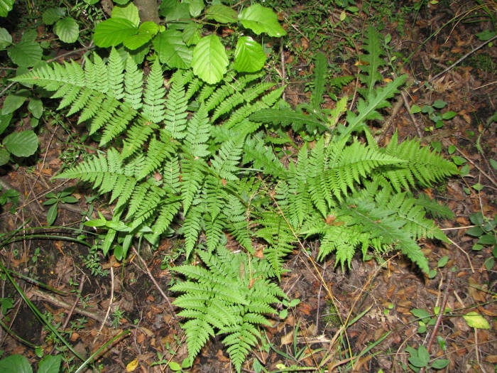 Щитовник картузиуса