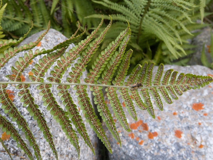 Dryopteris goldiana
