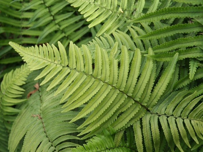 Dryopteris atrata