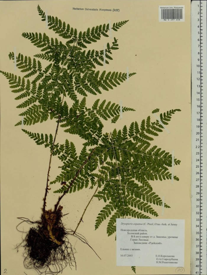 Dryopteris expansa