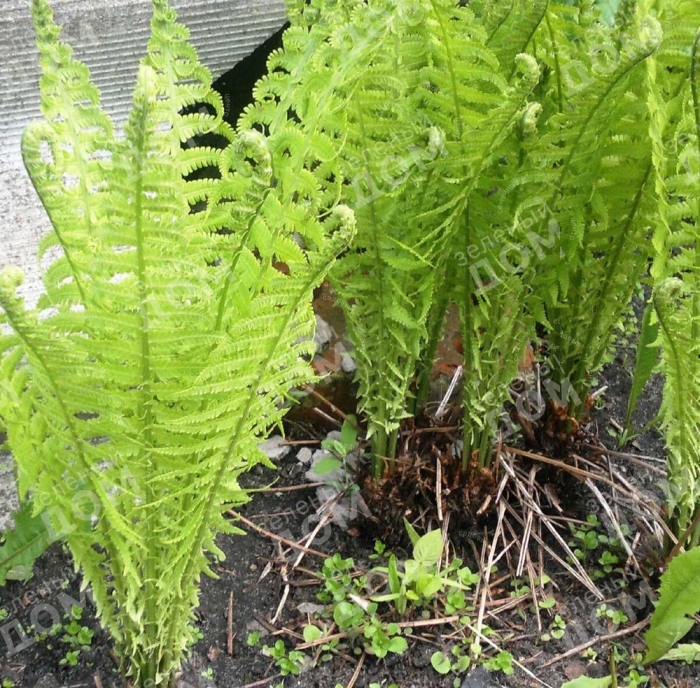 Страусник папоротник