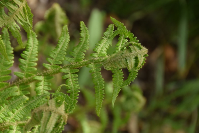 Dryopteris filix mas