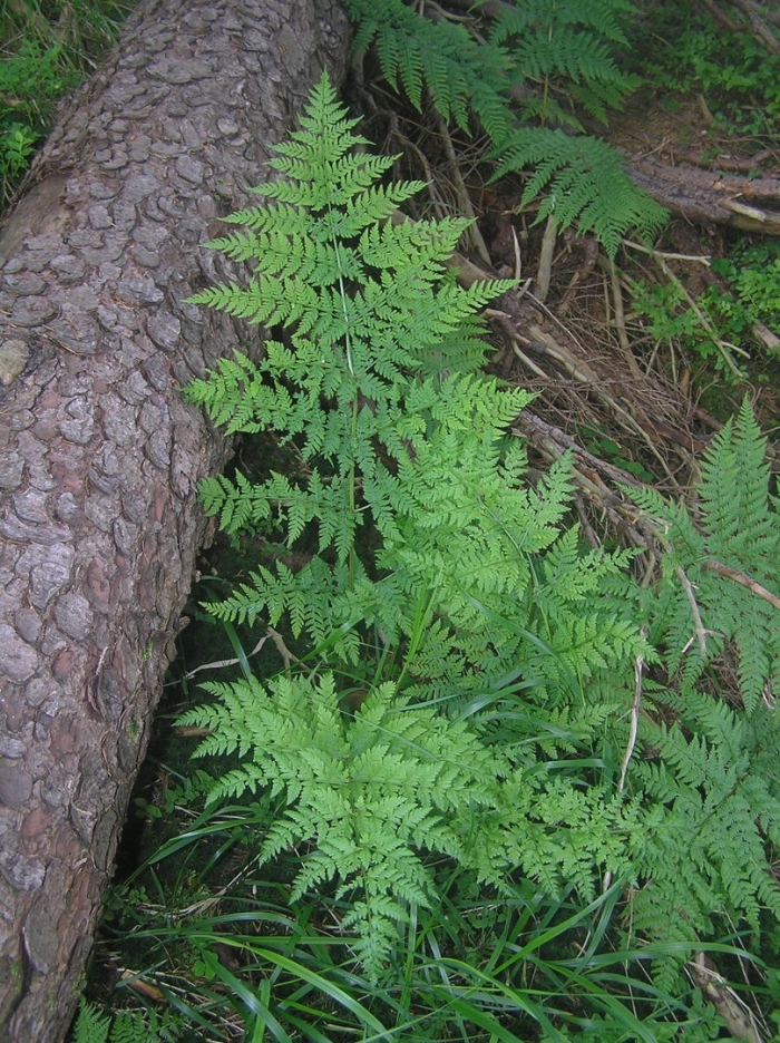 Dryopteris clintoniana