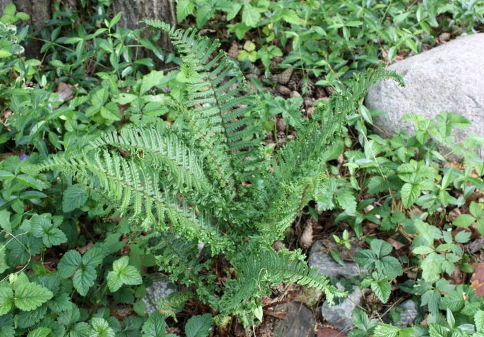 Щитовник dryopteris affinis