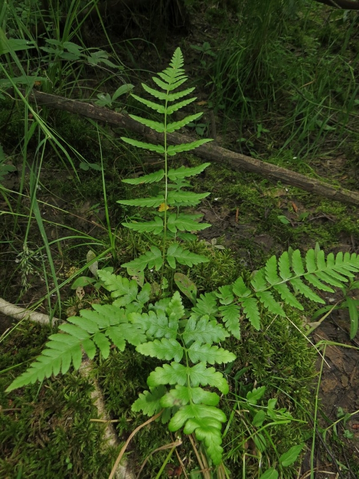 Щитовник гребенчатый (dryopteris cristata l.)