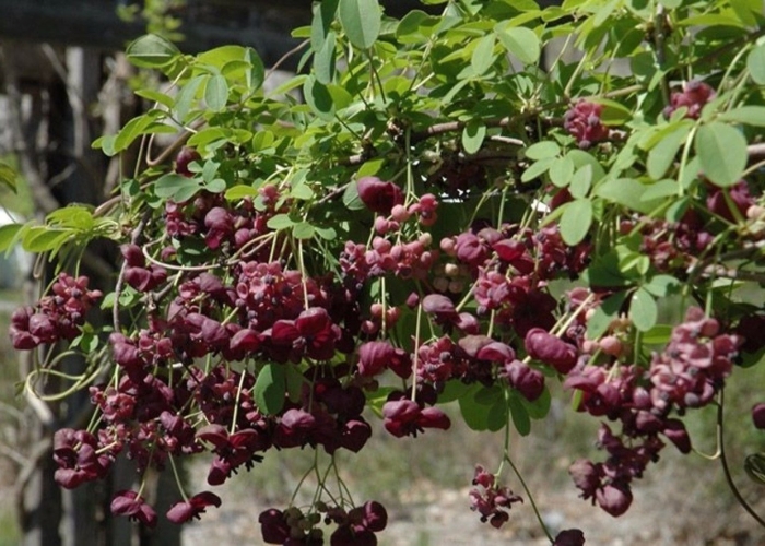 Акебия лиана