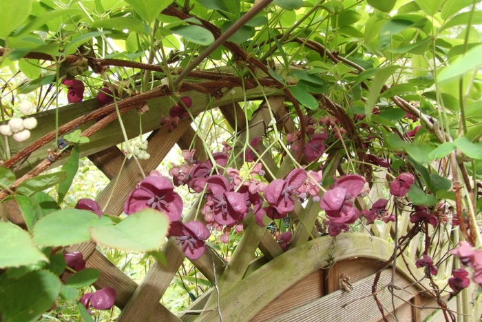 Акебия плоды