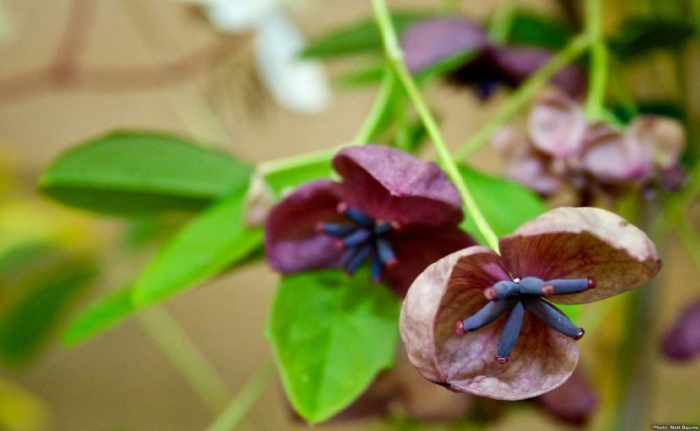 Акебия трехлистная