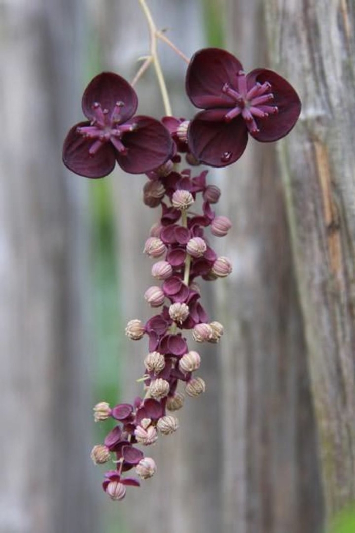 Акебия пятерная дома