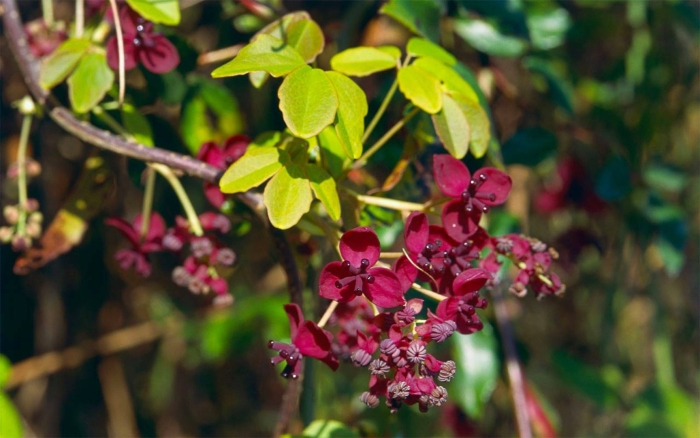 Вьющаяся гортензия