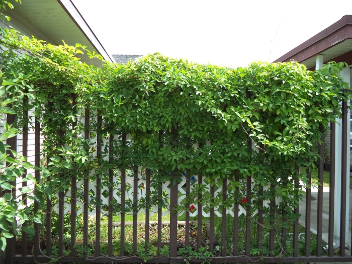 Девичий виноград триостренный