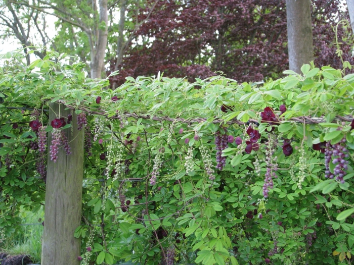 Akebia longeracemosa