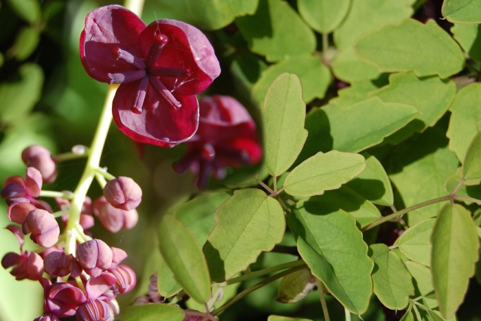 Акебия шоколадная лиана