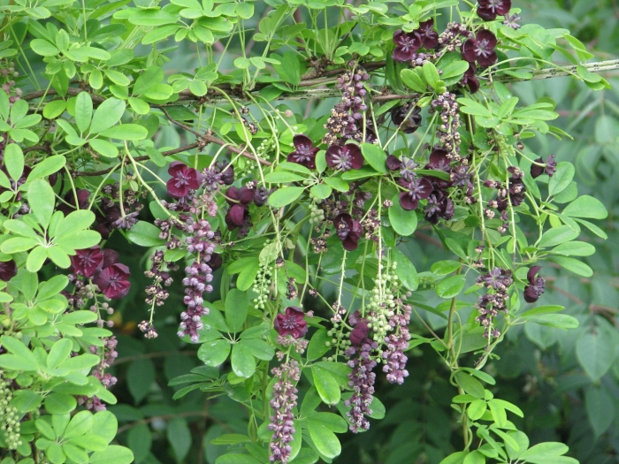 Акебия шоколадная лиана