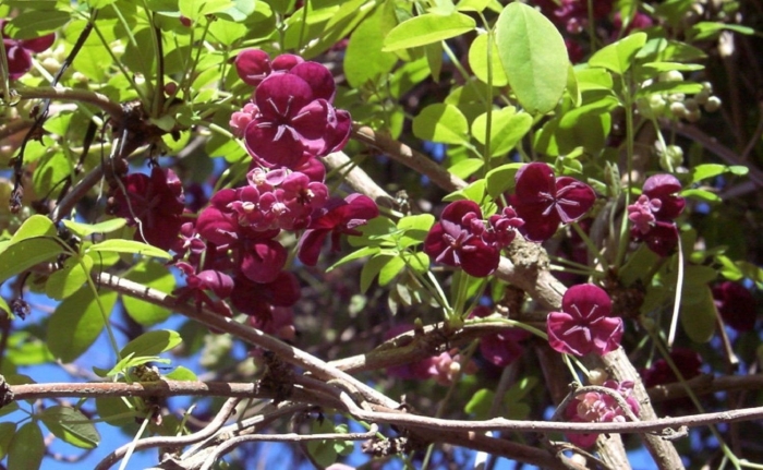 Акебия шоколадная лиана