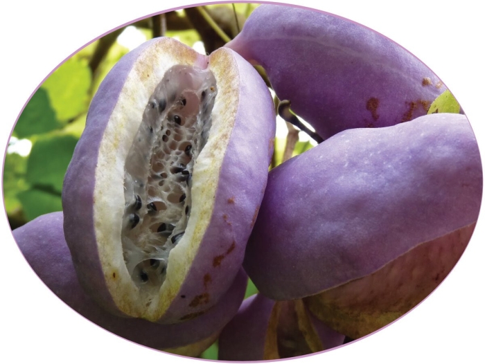 Акебия шоколадная лиана